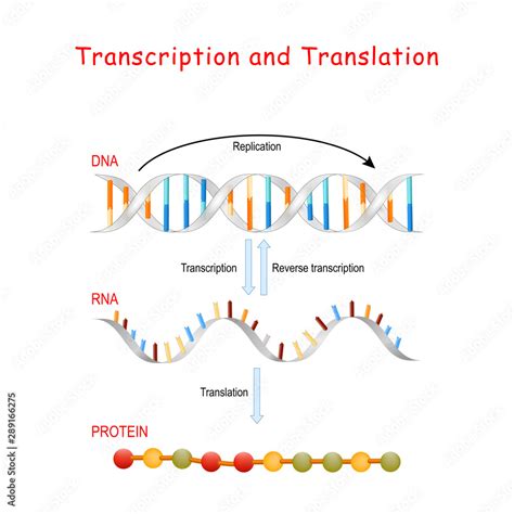 transcription vs dna replication